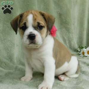 Rosy, Miniature Bulldog Puppy